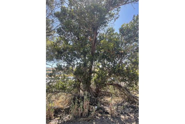 Stoate's Eucalyptus Stoate's Eucalyptus