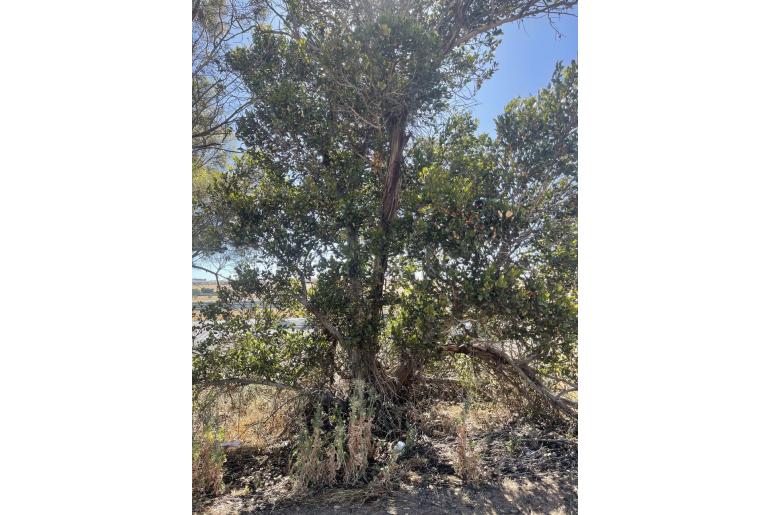 Eucalyptus stoatei -15688