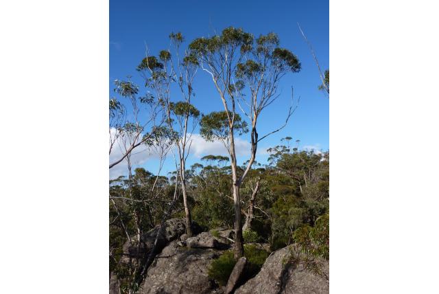 Duiventil Eucalyptus Duiventil Eucalyptus