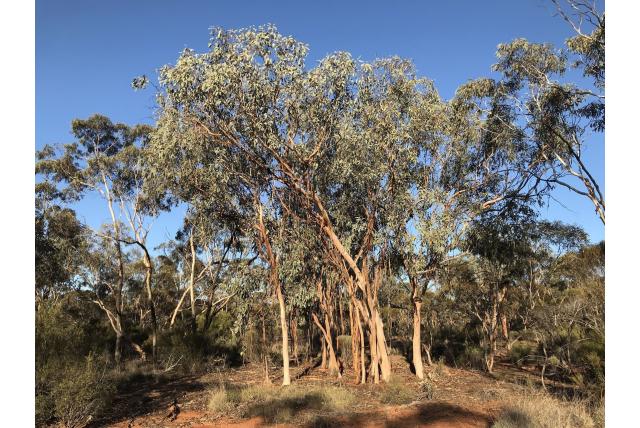 Woodward's Eucalyptus