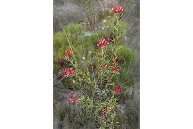 Grevillea met drie onderdelen