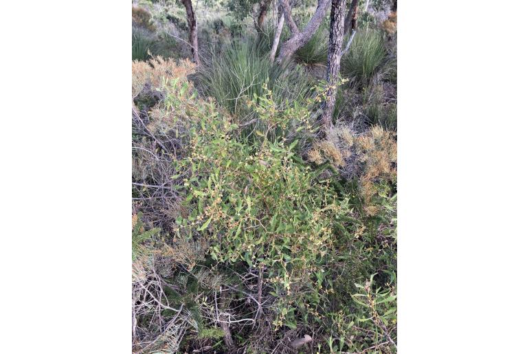 Hakea anadenia -15695