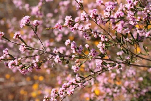 Baeckea thryptomene