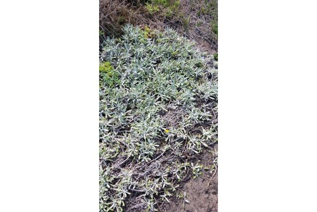 Trailing gazania