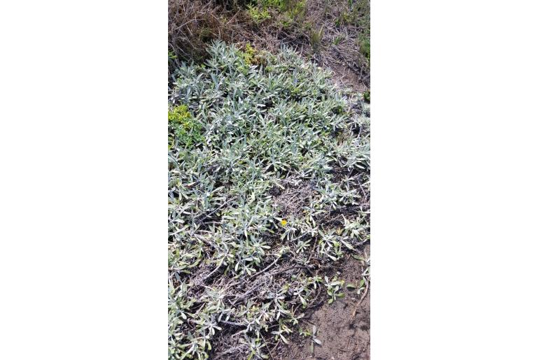 Gazania rigens var leucolaena -15714