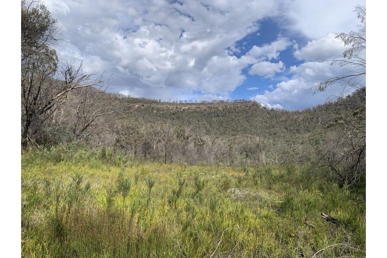 Melaleuca megalongensis -15719