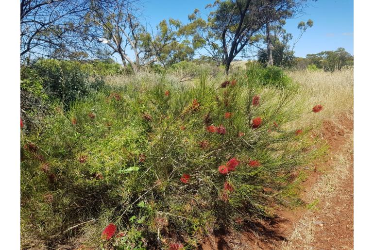 Melaleuca orophila -15722