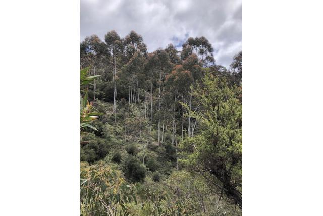 Gladde-schors berg-eucalyptus Gladde-schors berg-eucalyptus