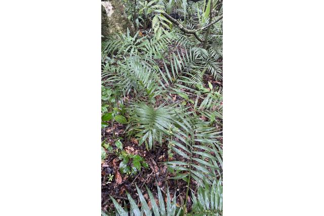 Mexicaanse dwergpalm