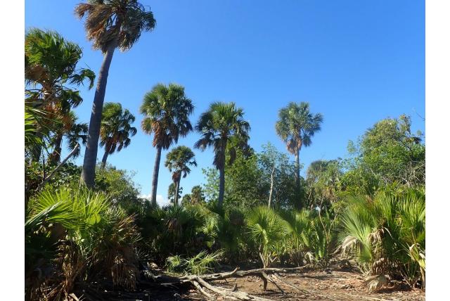 Dominicaanse palm