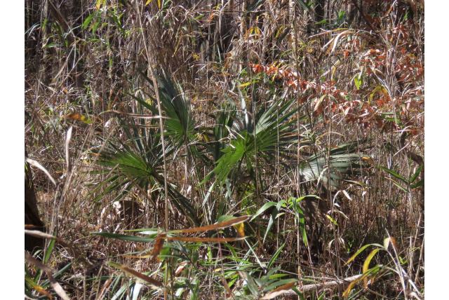 Dwergpalm