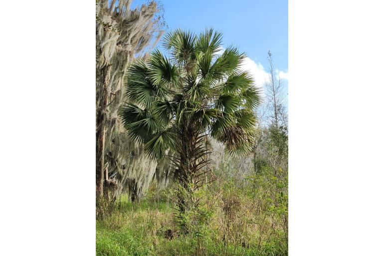 Sabal palmetto -15741