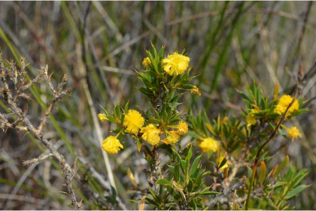 Gouden glanzende Acacia