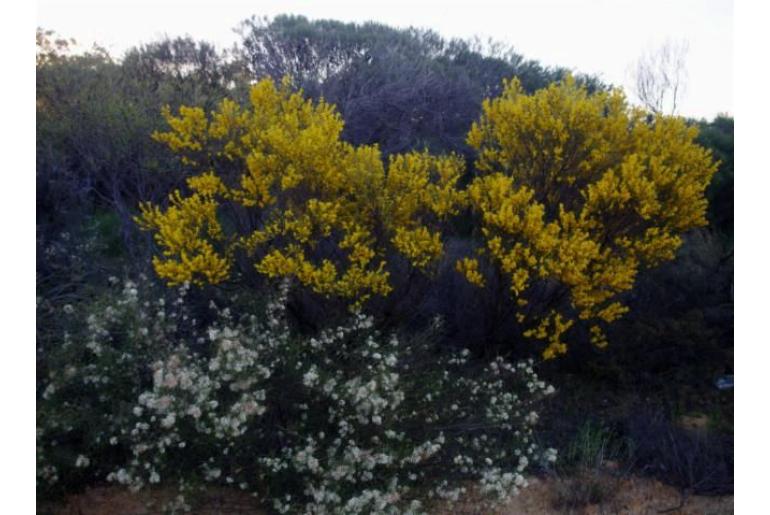 Acacia coolgardiensis -15756
