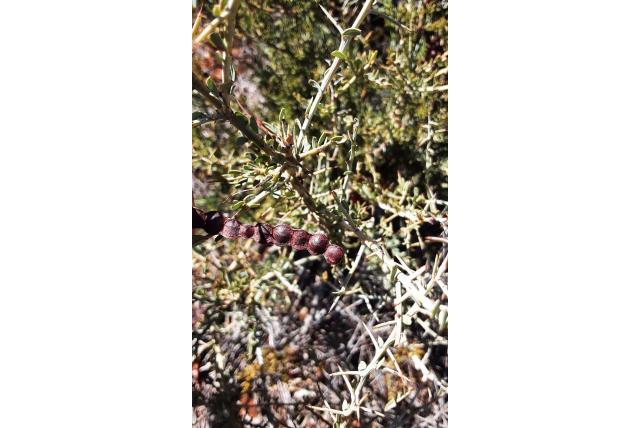 Acacia met ontbrekende phyllodes