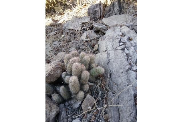 Wit tepelcactus