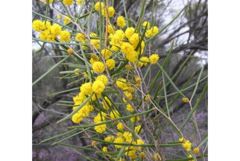 Acacia enervia ssp explicata -15765