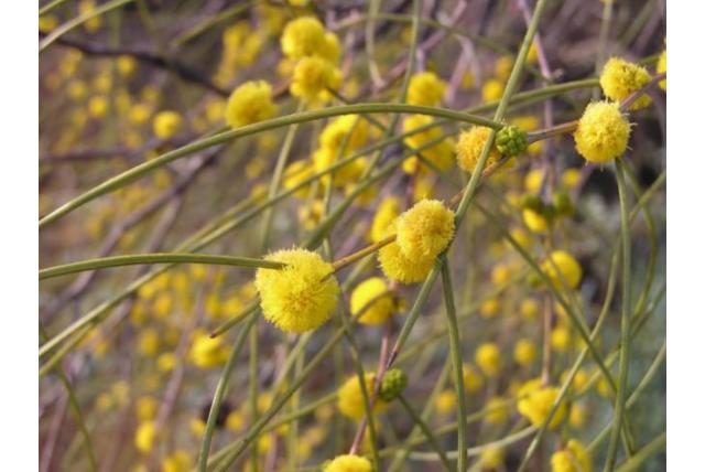Draadachtig gebladerde acacia