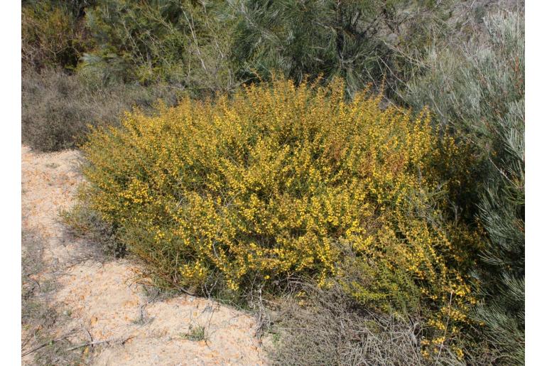 Acacia latipes -15778