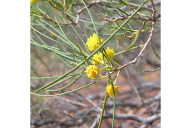 Lange doorn acacia