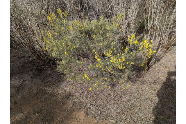 Bedrade bladeren acacia