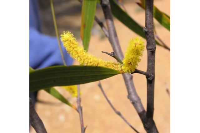 Gerimpeld geribbeld blad acacia