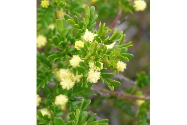 Zwartachtig acacia