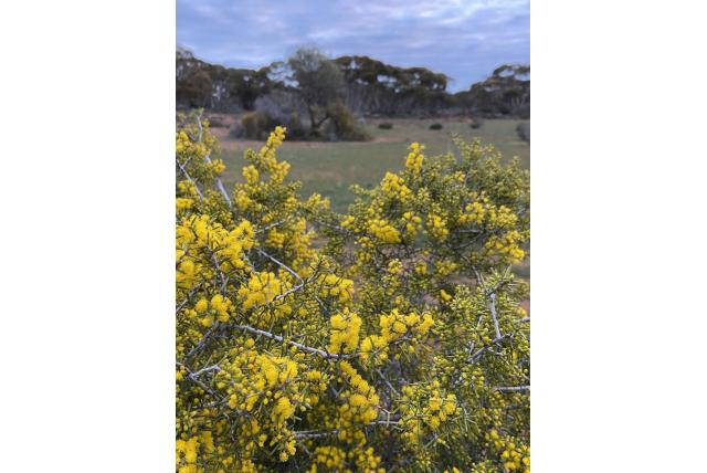 Stekelig blad acacia