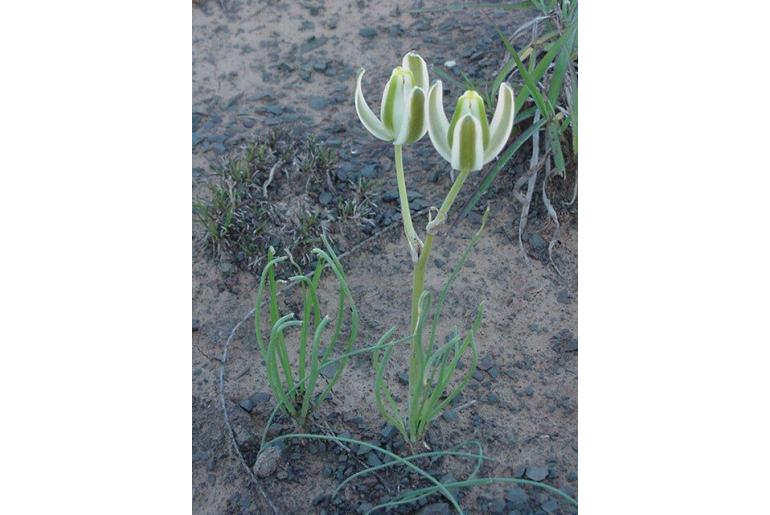 Albuca polyphylla -15800