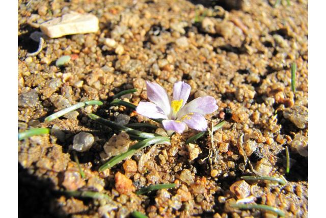 Vensterachtige moraea