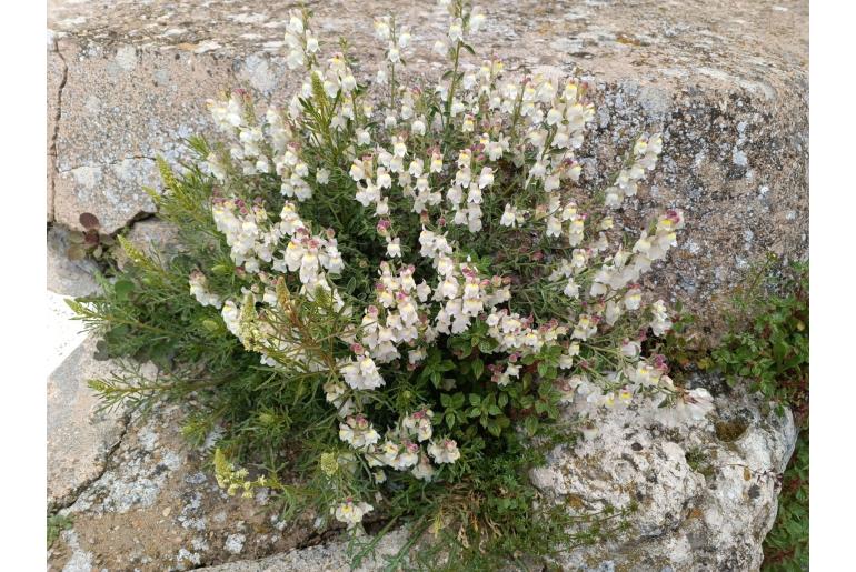 Antirrhinum pulverulentum -15804