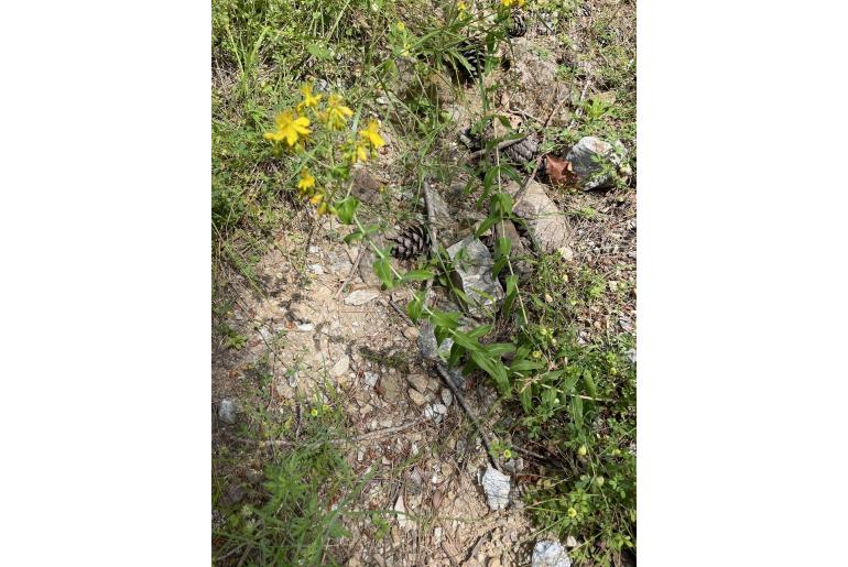 Hypericum montbretii -15835