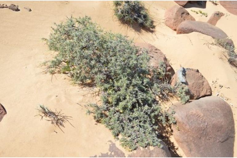 Calobota acanthoclada&nbsp;15839