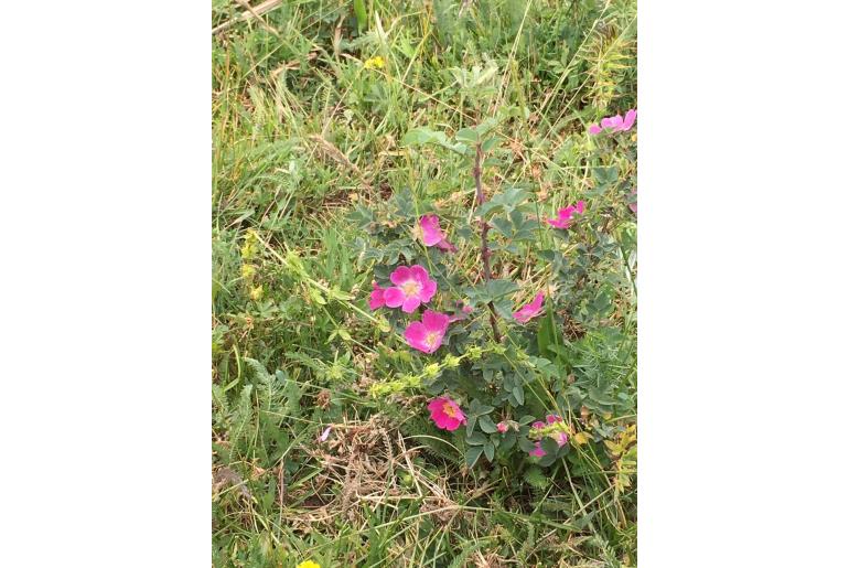 Rosa heckeliana&nbsp;15845