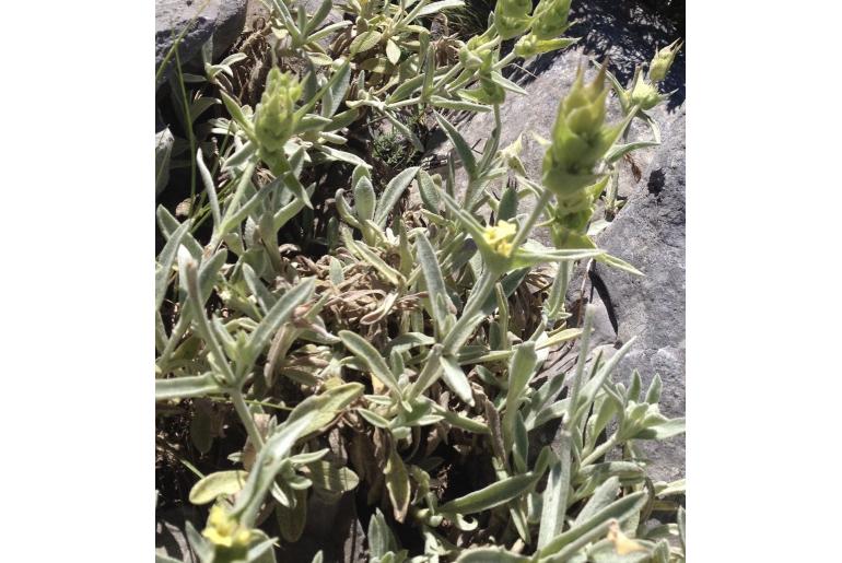 Sideritis clandestina -15848