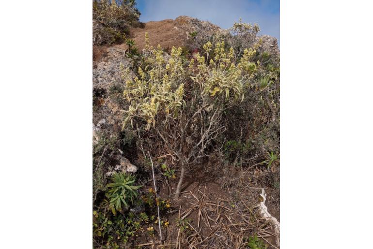 Sideritis dendrochahorra -15850
