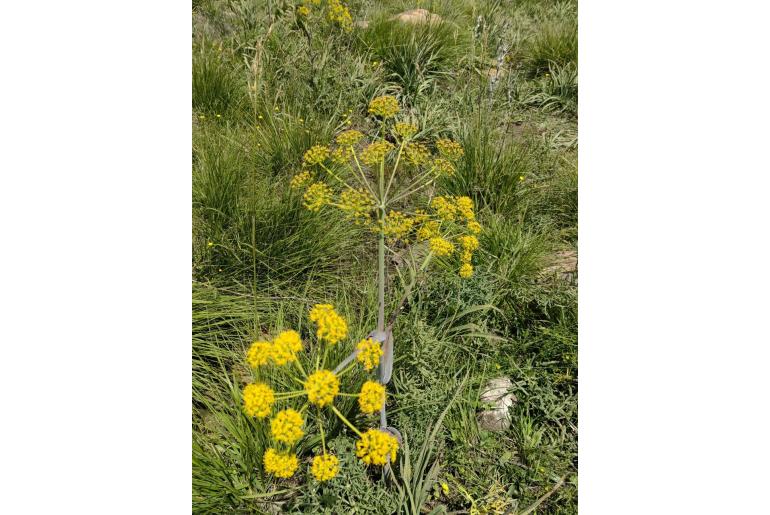 Thapsia garganica&nbsp;15857