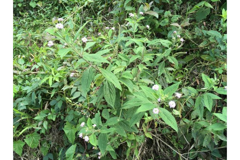 Lantana trifolia -15868