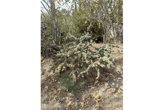 Kettingschakel cholla