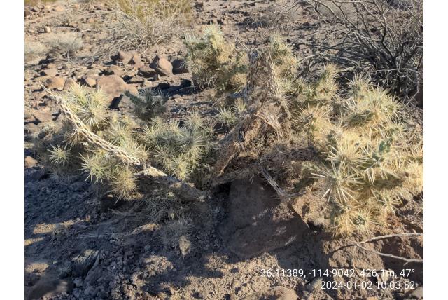 Zilveren cholla