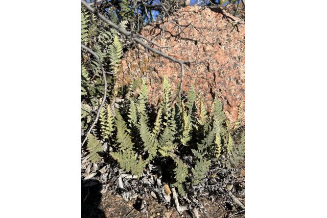 Lindheimer's valse mantelvaren