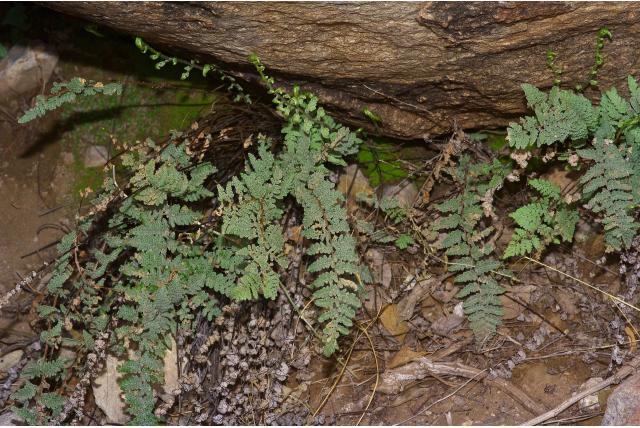 Roestkleurige myriopteris