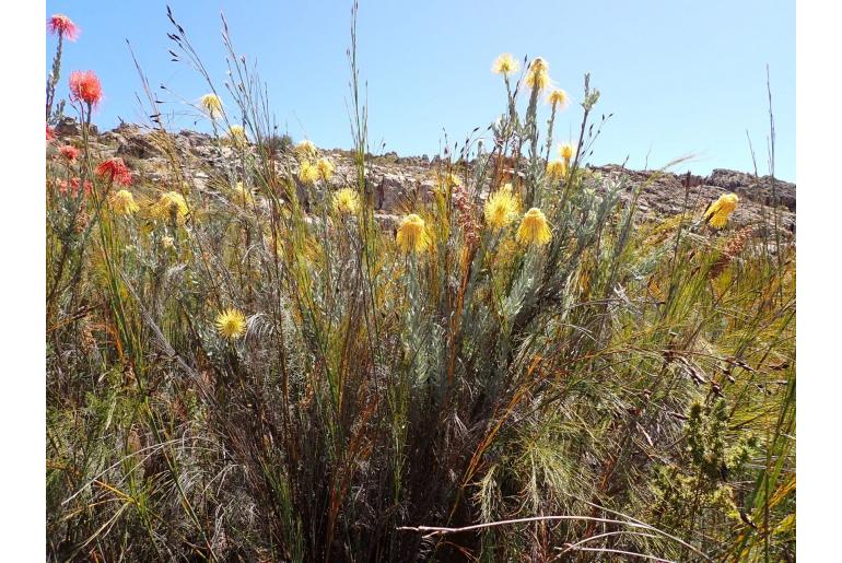 Leucospermum reflexum var luteum -15890