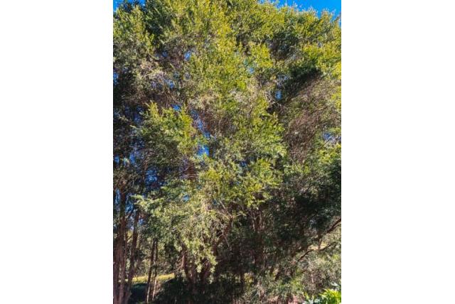 Shiress' melaleuca