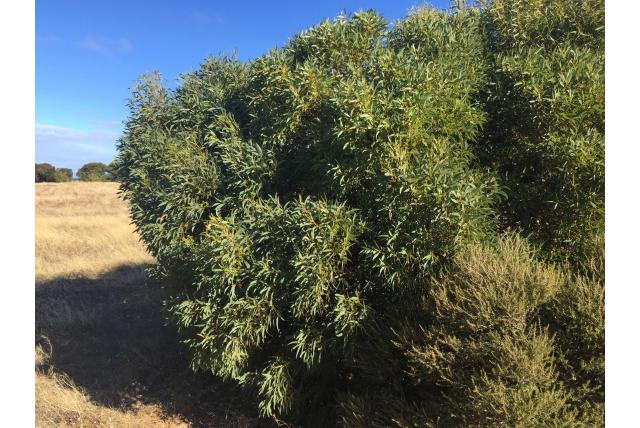 Eucalyptus met gevarieerd gebladerte