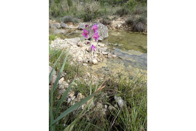 Gladiolus dubius 15897