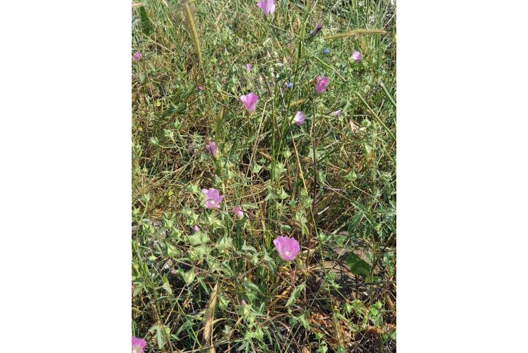 Malva punctata -15898