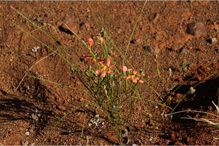 Moraea fenestrata 15904