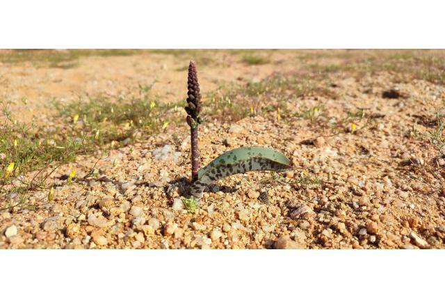 Wervelend lachenalia Wervelend lachenalia