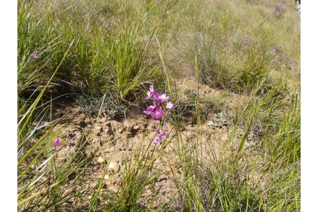 Drieader avondbloem Drieader avondbloem